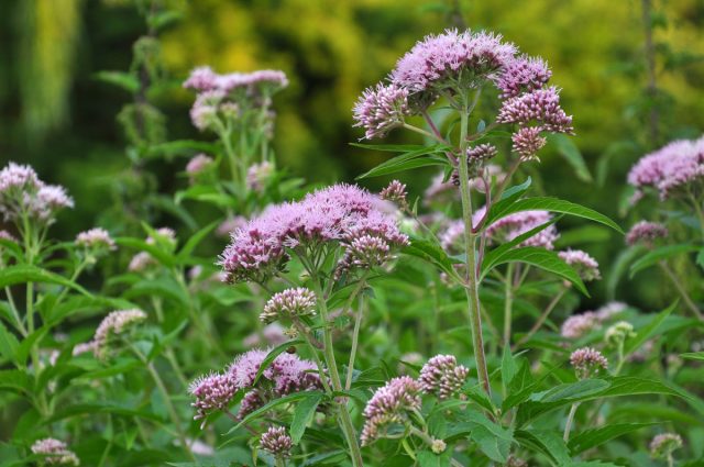 Посконник коноплёвый (Eupatorium cannabinum) Посконник коноплёвый (Eupatorium cannabinum)
