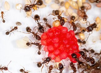 Как избавиться от муравьев дома?