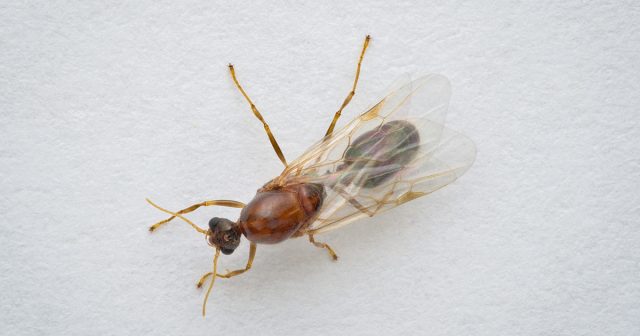 Вся жизнь муравейника крутится вокруг королевы. Королева (или королевы) постоянно откладывает яйца, из которых появляются новые рабочие особи и матки