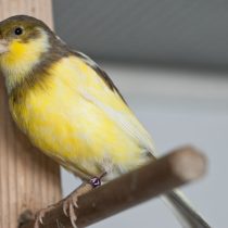Американский сингер