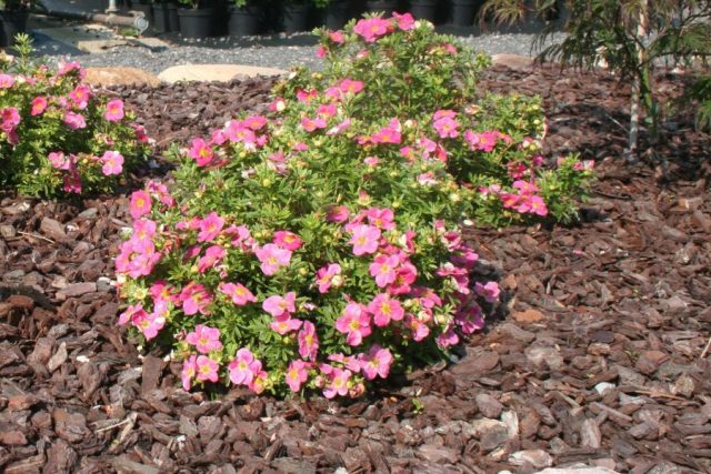 Сорт с розовыми цветками «Белиссима» (Potentilla fruticosa 'Bellissima')