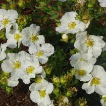 Белый сорт «Белла Бианка» (Potentilla fruticosa 'Bella Bianca')
