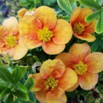 Лососёво-оранжевый сорт «Белла Эппл» (Potentilla fruticosa 'Bella Apple')