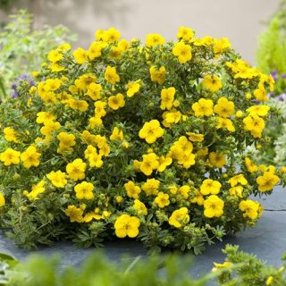 Жёлтый сорт «Белла Линдси» (Potentilla fruticosa 'Bella Lindsey')