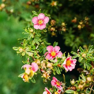 Ярко-розовый сорт «Белла Роза» (Potentilla fruticosa 'Bella Rosa')