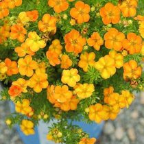 Ярко-оранжевый сорт «Белла Соль» (Potentilla fruticosa 'Bella Sol')
