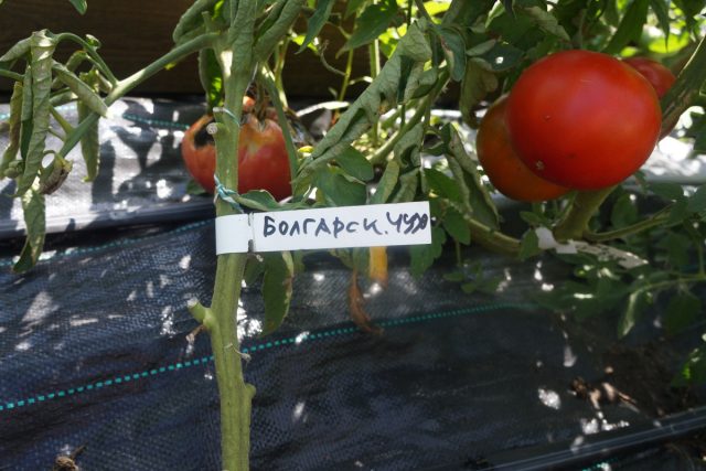 Томат «Болгарское чудо» (Tomato Bulgarian Wonder) Томат «Болгарское чудо» (Tomato Bulgarian Wonder)