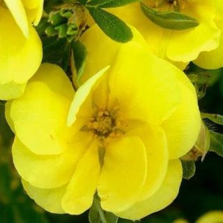 Жёлтый сорт «Дабл Панч Голд» (Potentilla fruticosa 'Double Punch Gold')