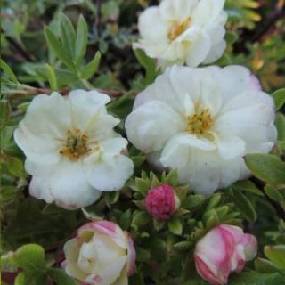 Белый с розовой окантовкой сорт «Дабл Панч Крим» (Potentilla fruticosa 'Double Punch Cream')