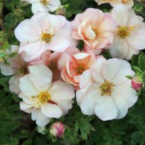 Персикового цвета сорт «Дабл Панч Пастель» (Potentilla fruticosa 'Double Punch Pastel')