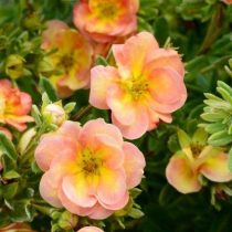 Лососёвый с жёлтым сорт «Дабл Панч Пич» (Potentilla fruticosa 'Double Punch Peach')