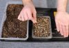 Этап первый. Обильной полейте приготовленный субстрат в контейнере и разложите на его поверхности семена дихондры с интервалом 2-3 см.