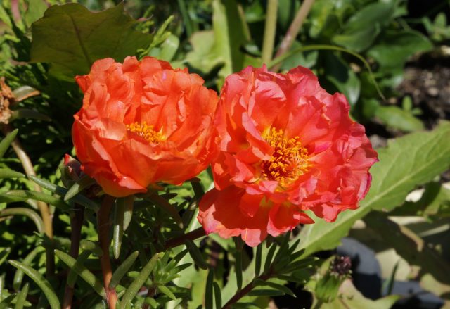 Портулак «Endless Summer Orange» Портулак «Endless Summer Orange»