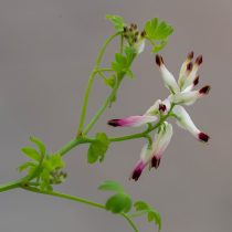 Дымянка козья (Fumaria capreolata) Дымянка козья (Fumaria capreolata)