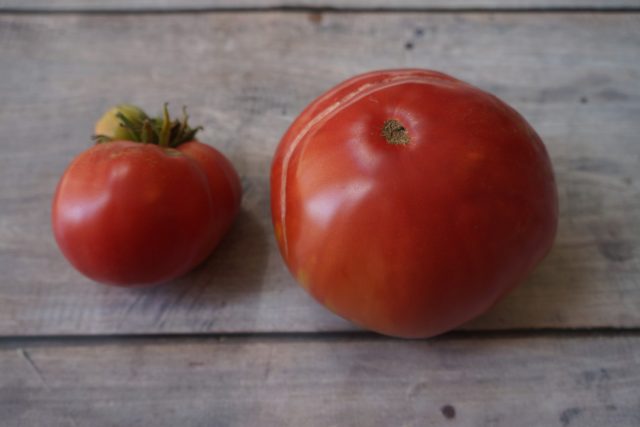 Томат «Гигантисика» (Tomato Gigantesque) Томат «Гигантисика» (Tomato Gigantesque)