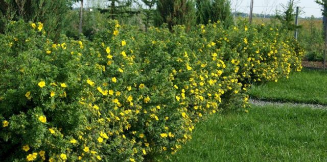 «Голдфингер» (Potentilla fruticosa 'Goldfinger')