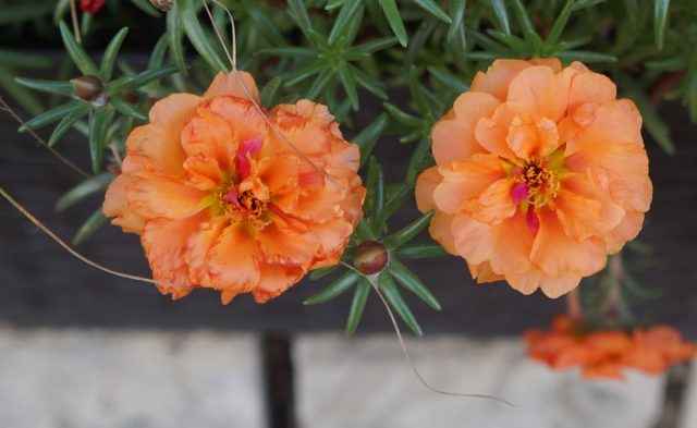 Портулак «Happy Trails Orange» Портулак «Happy Trails Orange»
