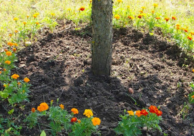 Чем больше самых разных растений будет под деревом, тем лучше. Потому что возле корней разных растений поселяются как похожие, так и специфичные микроорганизмы. Чем больше ассортимент, тем лучше для почвы Чем больше самых разных растений будет под деревом, тем лучше. Потому что возле корней разных растений поселяются как похожие, так и специфичные микроорганизмы. Чем больше ассортимент, тем лучше для почвы
