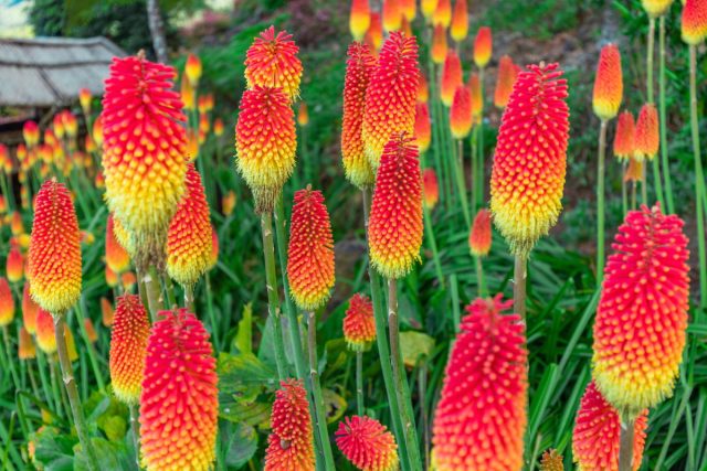 Книпхофия ягодная (Kniphofia uvaria) – один из самых высокорослых (до 1,2 м) и выносливых видов