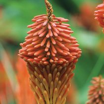 Книпхофия «Эректа» (Kniphofia х hybrida ‘Erecta’)