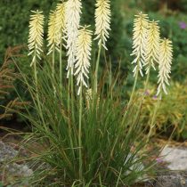 Книпхофия «Литтл Мейд» (Kniphofia х hybrida ‘Little Maid’)
