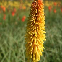 Книпхофия «Еллоу Хаммер» (Kniphofia х hybrida ‘Yellow Hammer’)