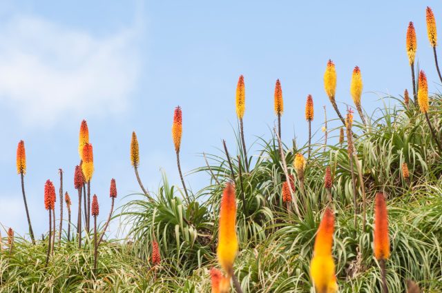 книпхофия облиственная (Kniphofia foliosa)