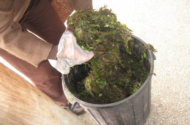 Используйте морские водоросли круглый год. Свежими или высушенными, целыми или измельченными. А также в виде муки, золы и разбавленных в воде жидких удобрений Используйте морские водоросли круглый год. Свежими или высушенными, целыми или измельченными. А также в виде муки, золы и разбавленных в воде жидких удобрений