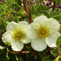 С кремовыми цветками сорт «Крем Иссима» (Potentilla fruticosa 'Cream ISSIMA')