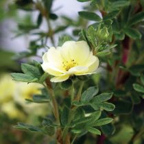 Лимонно-жёлтый сорт «Лемон Меренга» (Potentilla fruticosa 'Lemon Meringue')