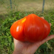 Томат «Кунео гигантская груша» (Tomato Cuneo Giant Pear) Томат «Кунео гигантская груша» (Tomato Cuneo Giant Pear)