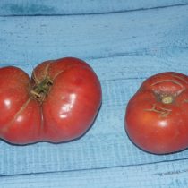 Томат «Бельгийский гигант» (Tomato Giant Belgium) Томат «Бельгийский гигант» (Tomato Giant Belgium)