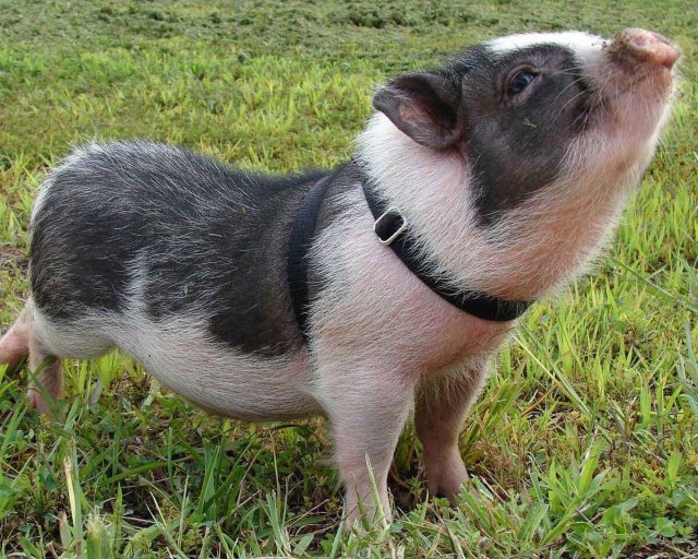 Геттингенский минипиг Геттингенский минипиг