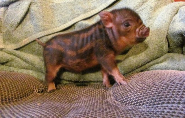 Бергштрессер книрт Бергштрессер книрт