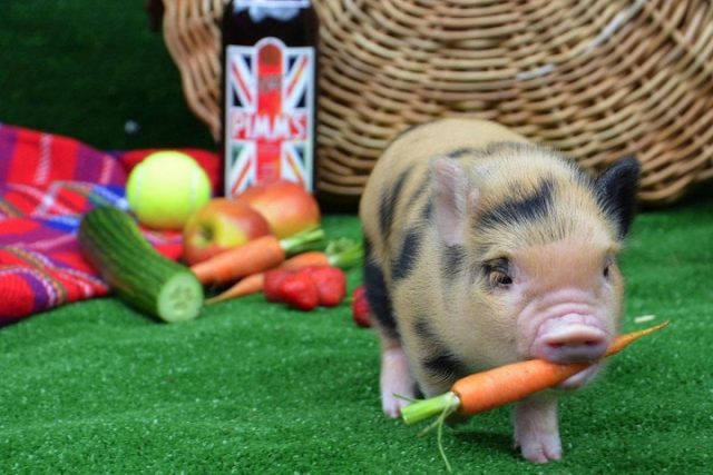 Для питания минипигов подходит гречневая каша, яблоки, морковь, огурцы и другие бахчевые культуры, бананы. Около 10% рациона должно приходится на различные молочные продукты