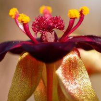 Обнаруженный вид «Drosera hortiorum»