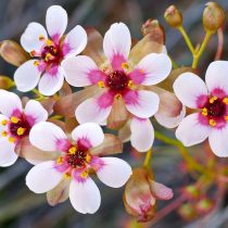 Обнаруженный вид «Drosera macropetala»
