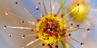 Недавно обнаруженный вид росянки Drosera koikyennuruff