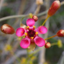 Обнаруженный вид «Drosera rubricalyx»