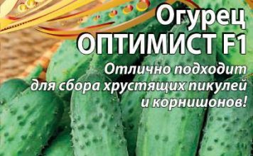 Огурец «Оптимист F1»