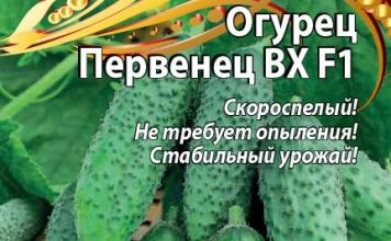 Огурец «Первенец ВХ F1»