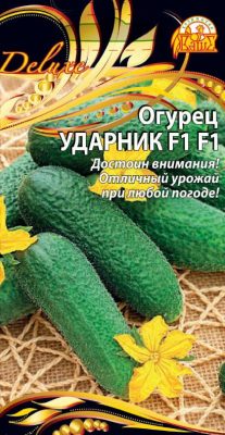 Огурец «Ударник F1» Огурец «Ударник F1»