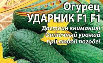 Огурец «Ударник F1»