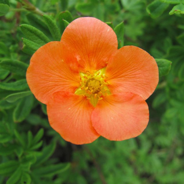С полумахровыми оранжевыми цветками сорт «Оранж Иссима» (Potentilla fruticosa 'Orang ISSIMA')