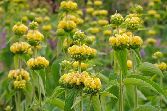 Зопник (лат. Phlomoídes) — это быстрорастущее теплолюбивое растение, достигающее 60 в высоту и примерно такого же диаметра Зопник (лат. Phlomoídes) — это быстрорастущее теплолюбивое растение, достигающее 60 в высоту и примерно такого же диаметра