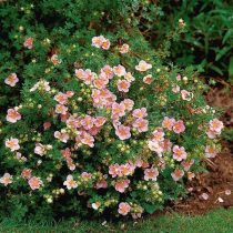 Розовый сорт «Пинк Парадайз» (Potentilla fruticosa 'Pink Paradise')