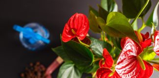 Почему не цветет антуриум?Почему не цветет антуриум?