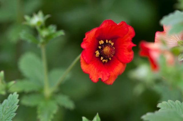 Сорт «Блейзуэй» (Potentilla atrosanguinea 'Blazeaway') Сорт «Блейзуэй» (Potentilla atrosanguinea 'Blazeaway')