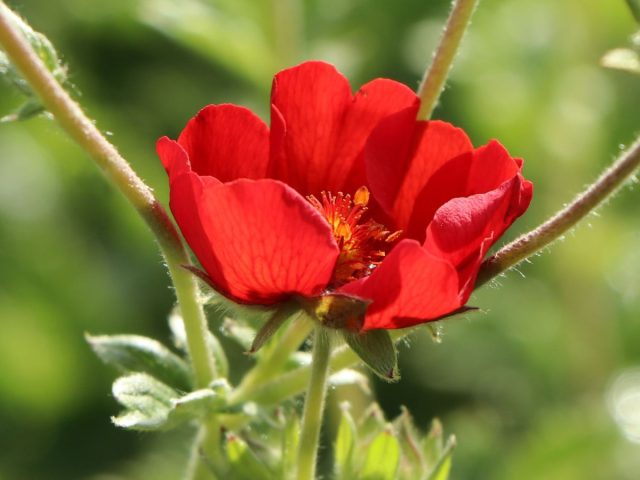 Сорт «Гибсонс Скарлет» (Potentilla atrosanguinea 'Gibson's Scarlet') Сорт «Гибсонс Скарлет» (Potentilla atrosanguinea 'Gibson's Scarlet')