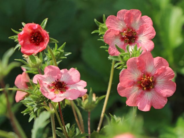 Сорт «Лайт май Файр» (Potentilla atrosanguinea 'Light My Fire') Сорт «Лайт май Файр» (Potentilla atrosanguinea 'Light My Fire')